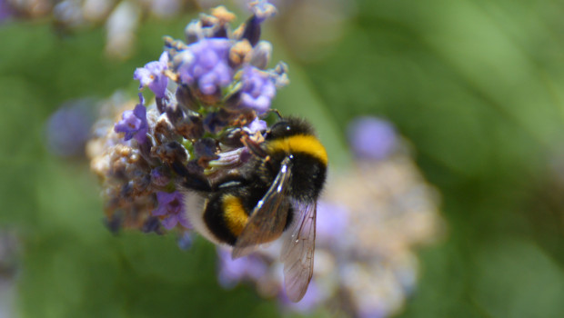 Toom lässt das Sortiment auf seine Bedeutung für die wichtigsten bestäubenden Insektengruppen wie Wildbienen, Hummeln oder Honigbienen überprüfen.