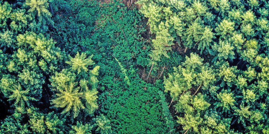 Nachhaltige Bewirtschaftung von Wäldern wird gerne mit dem FSC-Siegel dokumentiert.