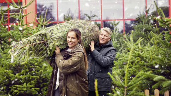 Mehrheit kauft Weihnachtsbaum im stationären Handel