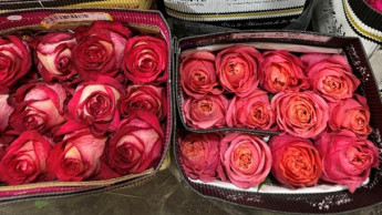 Valentinstag im Blumengroßhandel: Rund 20 Prozent mehr Umsatz