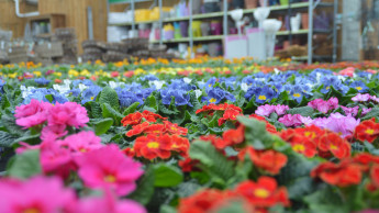 Gartenhandel im zweiten Quartal klar unter Vorjahr