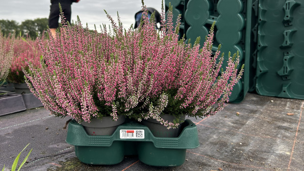 Die ersten Euro Plant Trays sind bereits im Einsatz. 